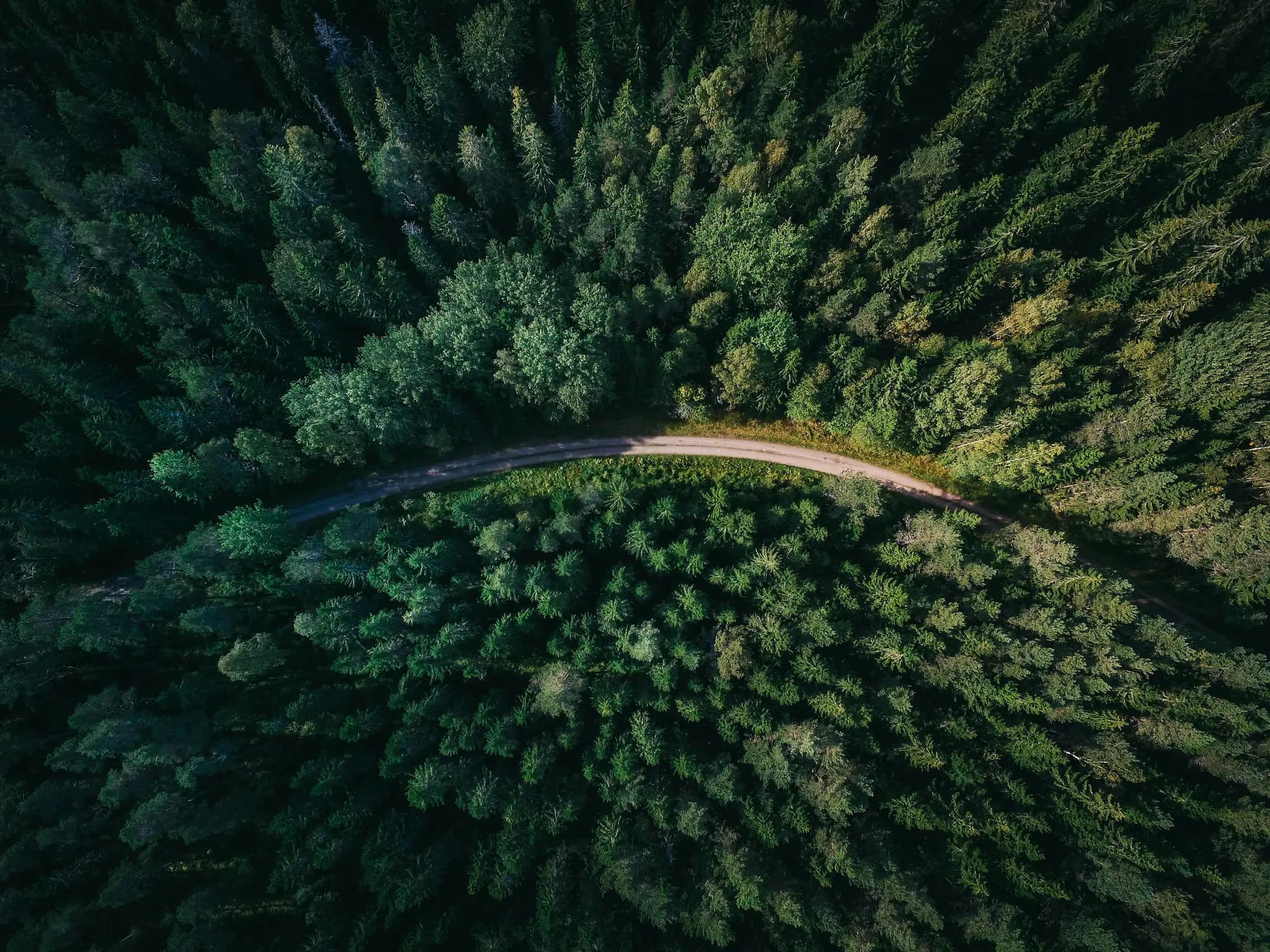 Forest background